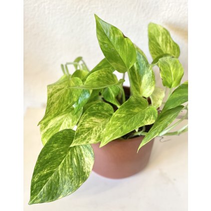 Epipremnum pinnatum Hicolor