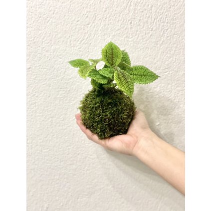 Kokedama Pilea Moon Valley