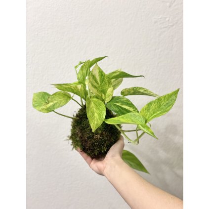 Kokedama Epipremnum Hicolor