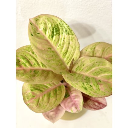 Aglaonema Apple Fantasy