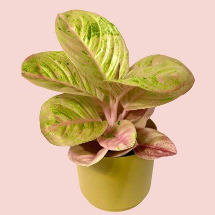 Aglaonema Apple Fantasy