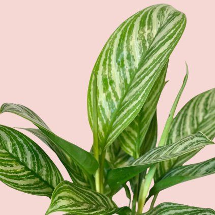 Aglaonema Stripe