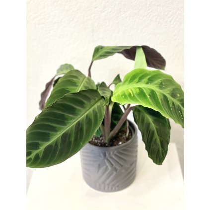 Calathea Warscewiczii