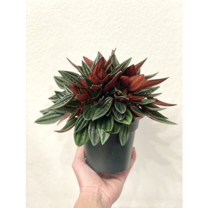 Peperomia Caperata Rosso
