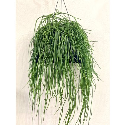 Rhipsalis Baccifera Shaferi