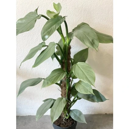 Philodendron Silver Queen