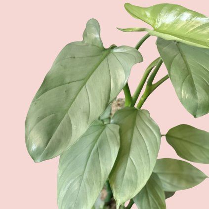 Philodendron Silver Queen