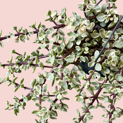 Crassula Afra Variegata