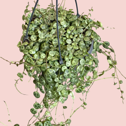 Peperomia Prostrata