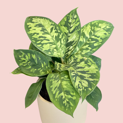 Homalomena Camouflage