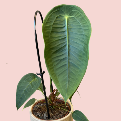 Anthurium Peltigerum