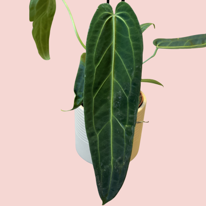 Anthurium Warocqueanum