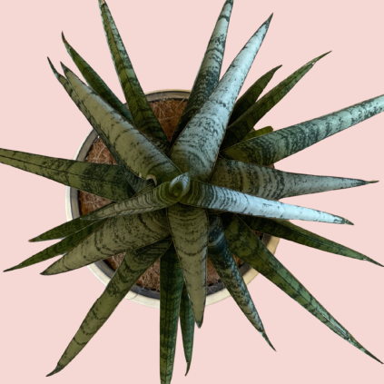 Sansevieria cylindrica Sem
