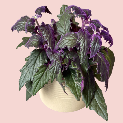 Gynura Purple Passion