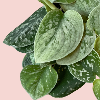 Scindapsus Pictus Silvery Ann