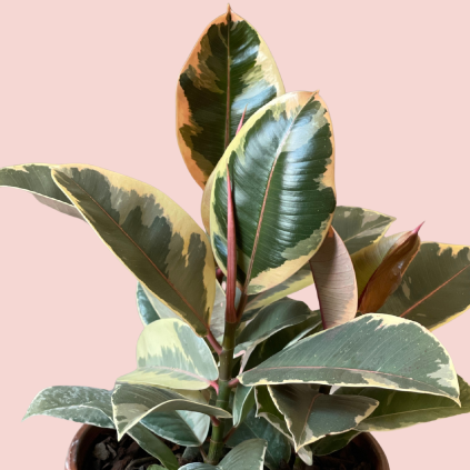 Ficus Elastica Belize - multi