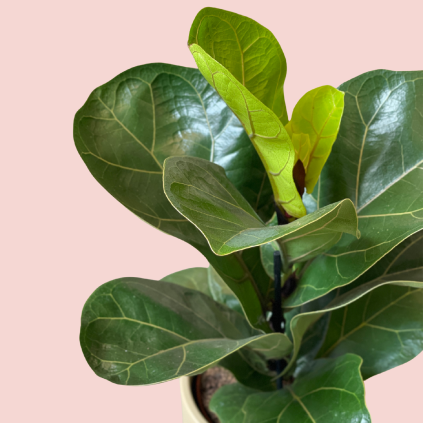 Ficus Lyrata Bambino