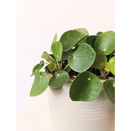 Pilea Peperomoides