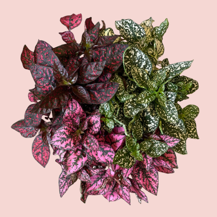 Hypoestes mix