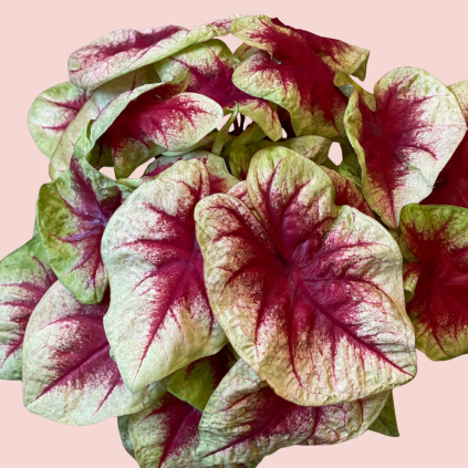 Caladium 1