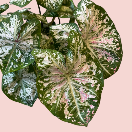 Caladium 2