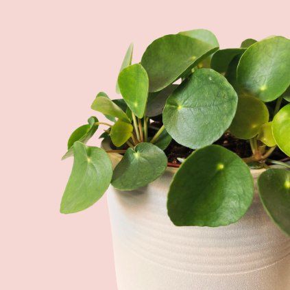 Pilea Peperomoides
