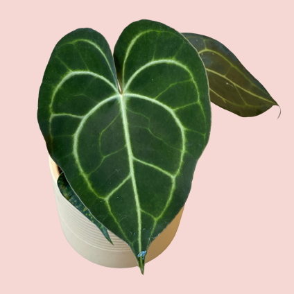 Anthurium clarinevrium