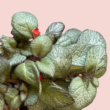 Episcia Cupreata 1