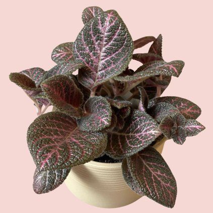 Episcia Cupreata 2