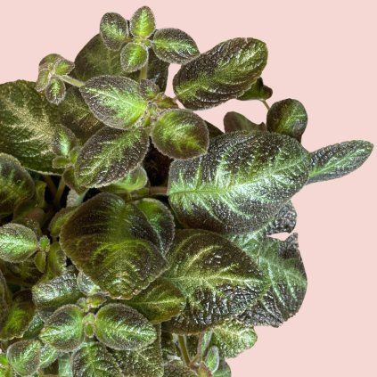 Episcia Cupreata 3