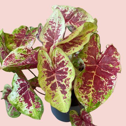Caladium 4