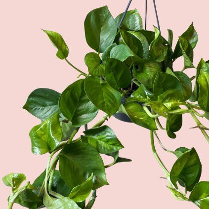 Epipremnum Global Green