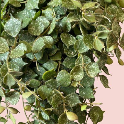 Hoya Curtisii