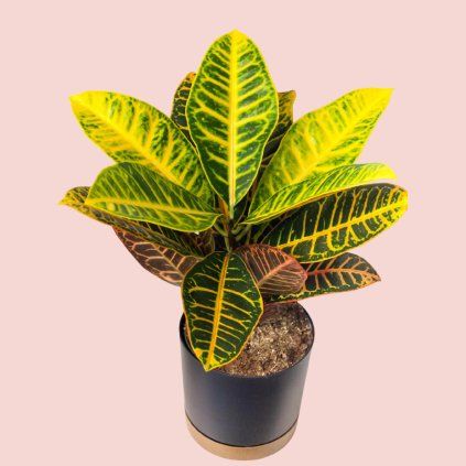 Codiaeum Petra / Krotónovec