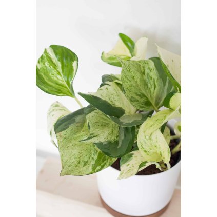 Epipremnum Happy Leaf scaled