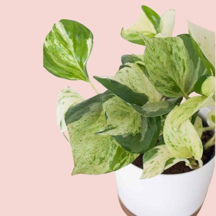 Epipremnum Happy Leaf