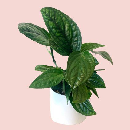 Monstera Peru