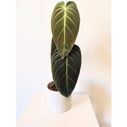 Philodendron Melanochrysum