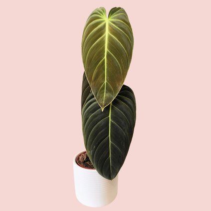 Philodendron Melanochrysum