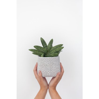 Sansevieria Inti Glory