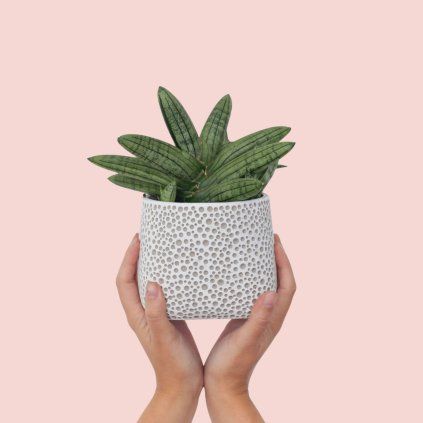 Sansevieria Inti Glory