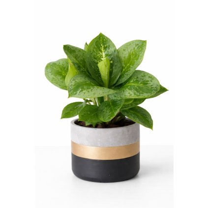 file 000000001848722f9a8d084224d8e5f5~2