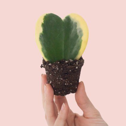 Hoya Kerii Variegata