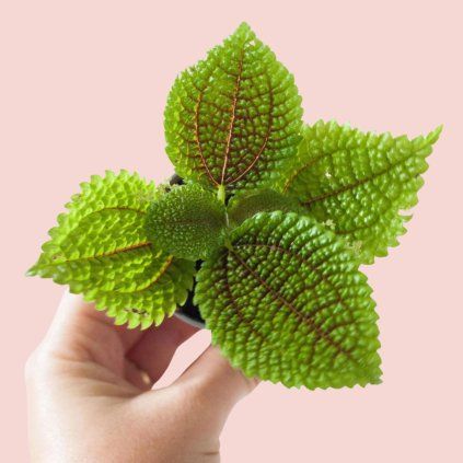 Pilea Moon Valley baby