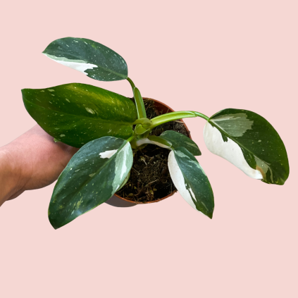 Philodendron White Wizard