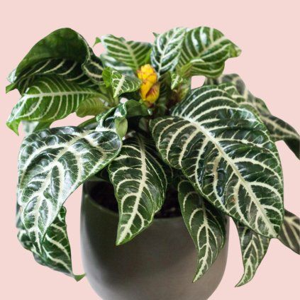 Aphelandra Squarrosa