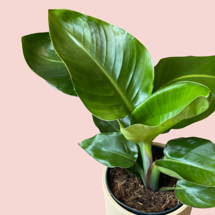 Strelitzia Nicolai