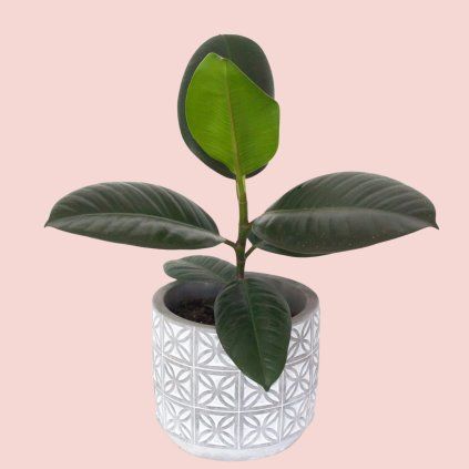 Ficus Elastica Robusta