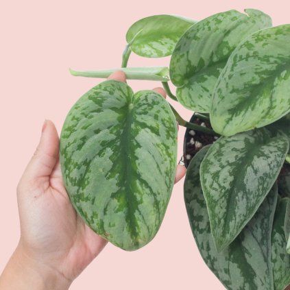 Scindapsus Pictus Trebie