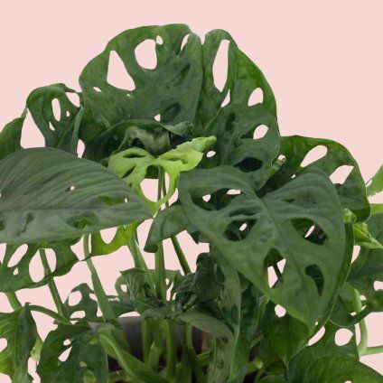 Monstera Adansonii